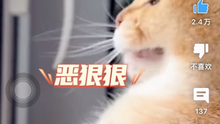 Netizen YouTube dan netizen mancanegara ramai mengomentari “aksi lucu kucing di rumah seorang netize