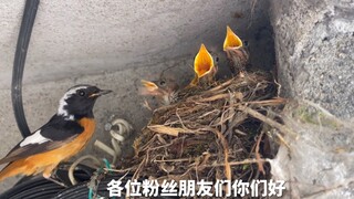 The bird mom went missing, and the bird dad's reaction was so touching!