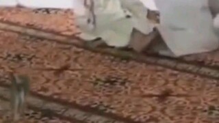 Kucing anjir😭🤣