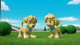 paw patrol ella and tuck play tag