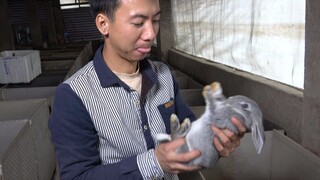 Huanong Brothers: I went to the market and bought 5 female rabbits to give to the male rabbits at ho