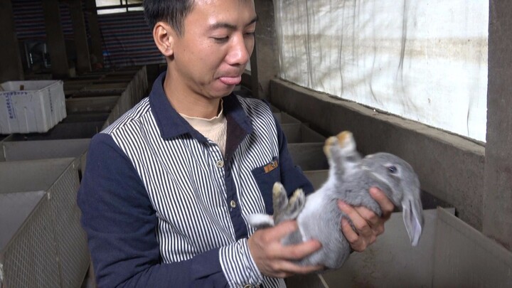 Huanong Brothers: I went to the market and bought 5 female rabbits to give to the male rabbits at ho