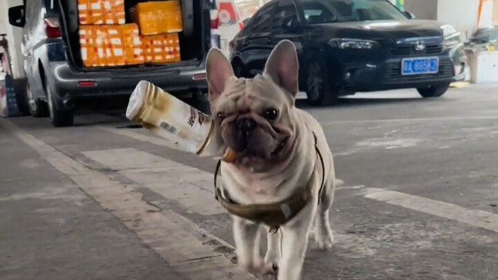 The dog saved up 80,000 by collecting bottles.
