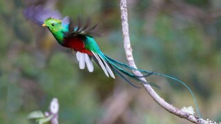 【Xiao Huihui】Apakah ini burung phoenix dalam kenyataan?