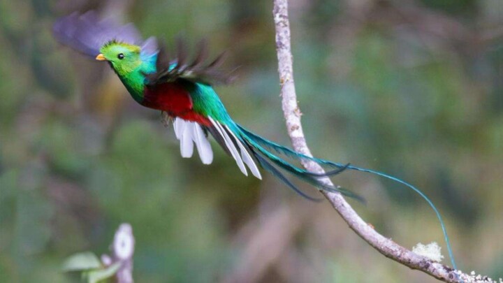 【Xiao Huihui】Is this what a phoenix looks like in real life?