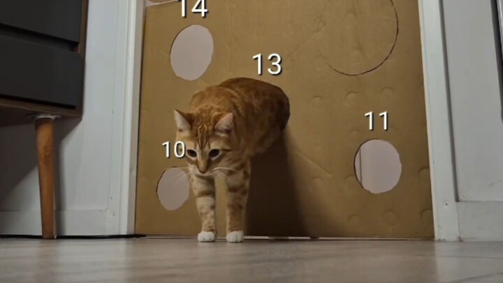 القط: "هل تعرف لماذا الطريق مستوٍ؟ لأنه ما في 'حصى'، يا لك!"