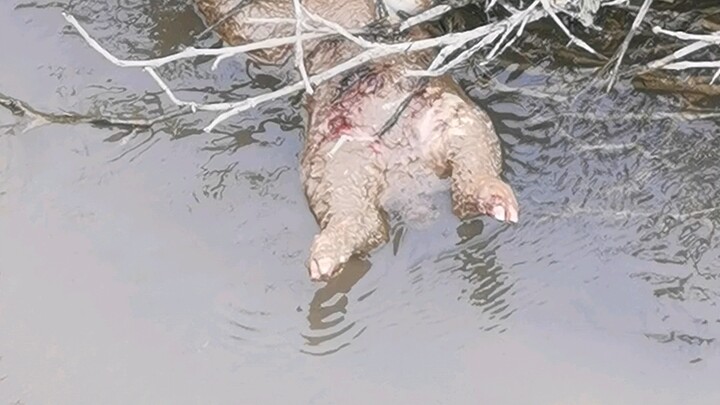 Giant corpse bloating spotted by the riverbank！！！！