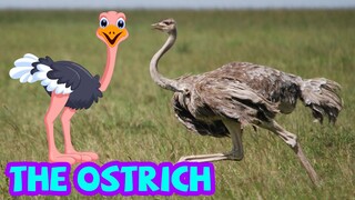 Bé tập nói tiếng anh | Con đà điểu | Baby practice speaking English | The ostrich