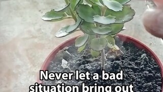 Plant