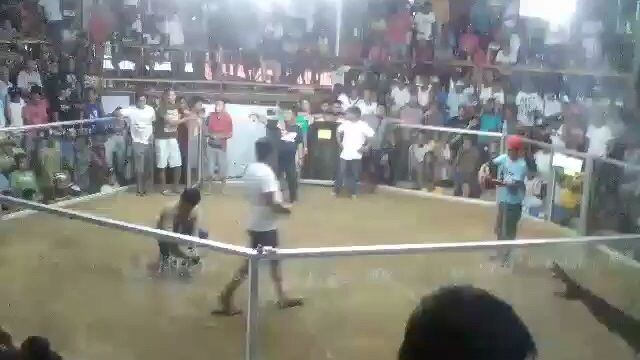 3Cocks Derby Champion 3rd Fight(Champion)