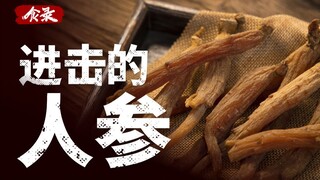 Dari memetik di pegunungan hingga membudidayakannya di pabrik, bagaimana raja tanaman herbal ini dij