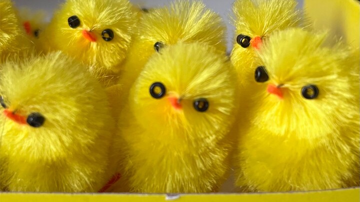 Which little chick is it, exactly?!