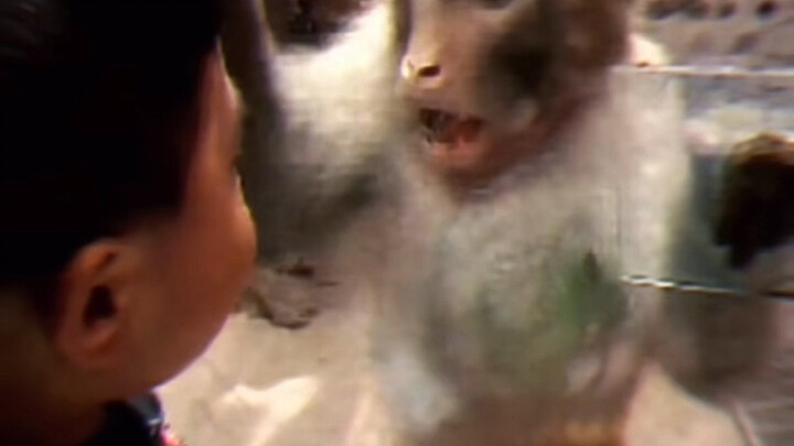 I’d rather eat it myself than feed it to the monkey.