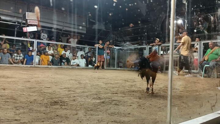 2 cock derby first fight win