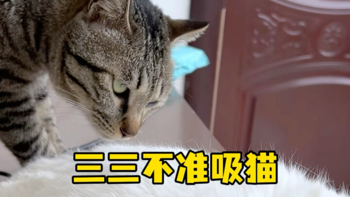 Sanchan isn't allowed to cuddle the cat.