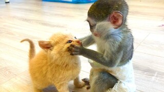 แม่แมวให้อาหารลูกแมวของเธอ และลูกลิงเล่นกับลูกแมวที่ถูกอุปถัมภ์อย่างมีความสุข