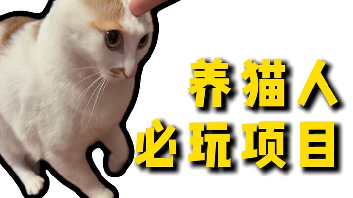 Things cat owners have definitely done