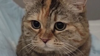 麻麻，你可知我饥寒交迫？