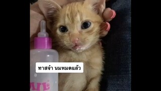 ลูกแมวน้อย ในฝันที่น่ารักของใครหลายคน แสนซนขี้เล่นใจละลายEp16 baby cat funny videos 2021