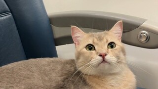 猫猫坐飞机