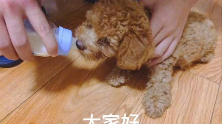 Tu Tu’s Autobiography