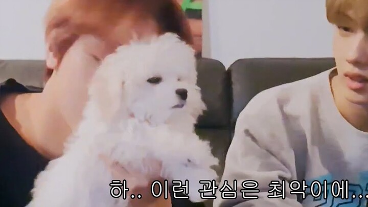 [NCT DREAM] الرأس الكبير الذي يعيش حياة "مرهقة"