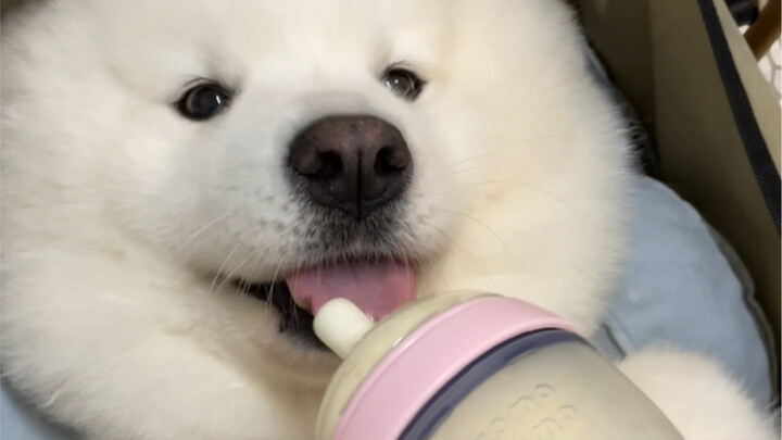 พวกคุณว่ามันรู้ตัวมั้ยว่าตัวเองเป็นหมา?