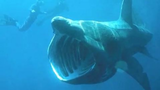 The Megalodon Biggest Shark`s