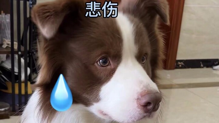 When the puppy thinks you’re actually eating its food