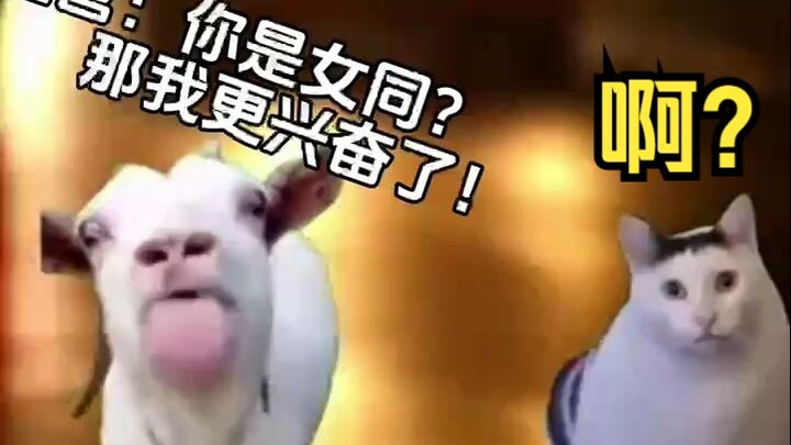 【猫猫meme】因为女同被选上做企业势虚拟主播了...