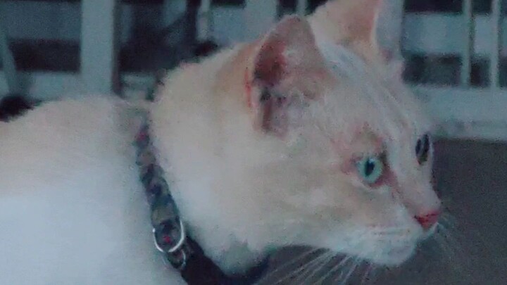 The Cat