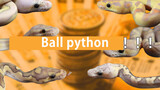 [Vlog] Baby pet ball python's update!