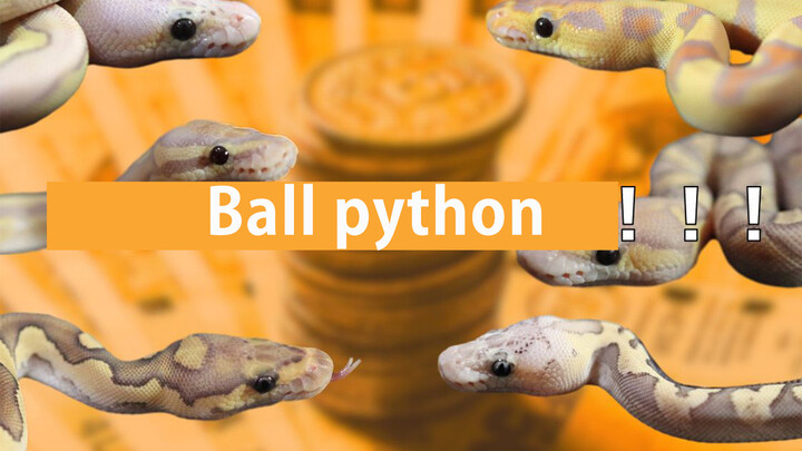 [Vlog] Baby pet ball python's update!