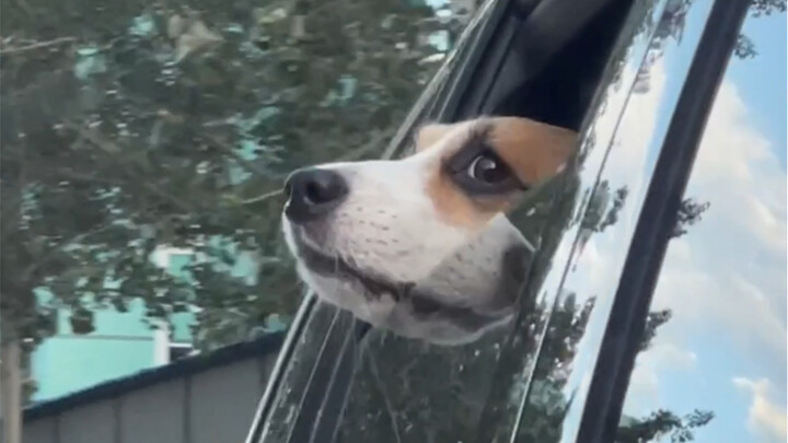 Thú cưng điện tử của bạn đã trực tuyến!