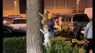 Ngakak banget, lihat kucing kecil naik pohon, kucing kecil menunggangi kucing kecil lainnya