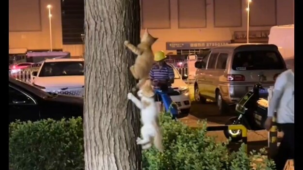 Cười chết mất, nhìn thấy mèo con trèo lên cây, mèo con cưỡi mèo con luôn rồi