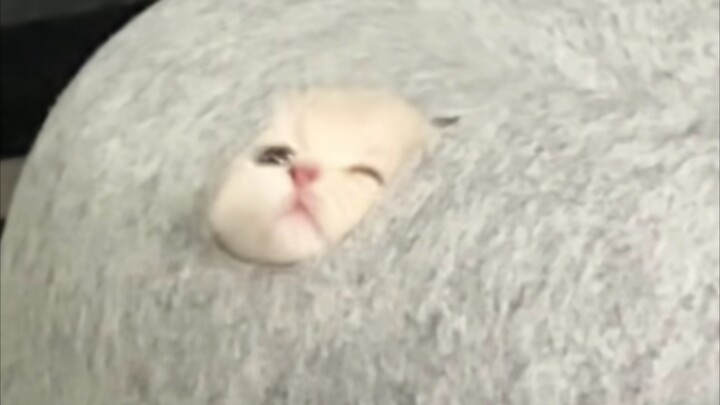 Kucing “Mama-chan, Wadashi terjebak~”