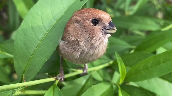 The yellow-throated bunting, grateful for its owner’s care, flew back to visit after being released.