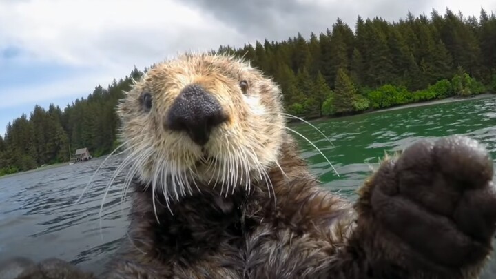 [Animals]The male sea otter is being cruel to the female sea otter