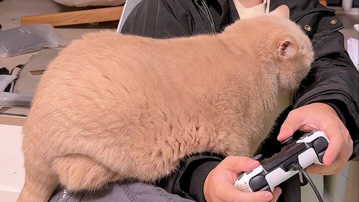 อุณหภูมิร่างกายแมวอยู่ที่ 38 องศา แต่กลับโอบกอดเฉพาะคนเย็นชาเท่านั้น