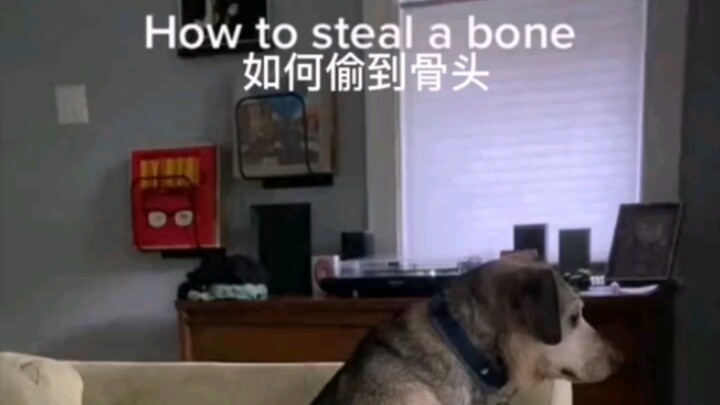 A dog with eight hundred tricks up its sleeve.