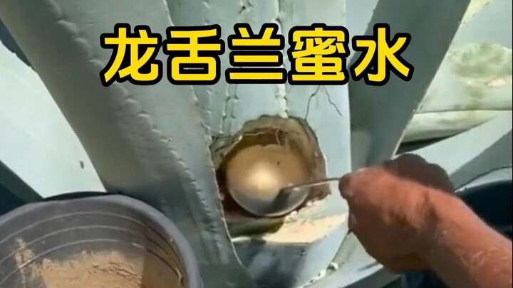 Đây là một loại nước ép được hình thành bên trong cây thùa