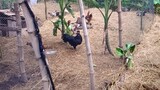 Simple Yet Productive Chicken backyard