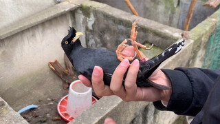 Binatang|Keseharian Burung Beo