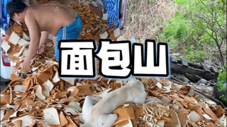 Một đống bánh mì bị chê bai, cuối cùng lại toàn "bơi" vào bụng cá