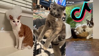 TikToks That Make Biscuits - Cat Side of Tiktok #17