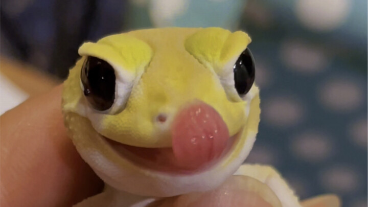 Baru kali ini melihat~ Pikachu bisa batuk