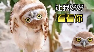 那些美好的动物视频！