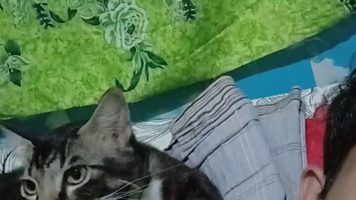 si bos suka gigit telinga kalau lapar