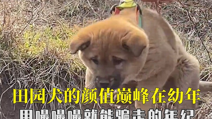 The peak cuteness of country dogs is in their puppyhood—an age when you can easily win them over wit